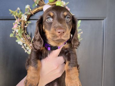 Dachshund Puppies