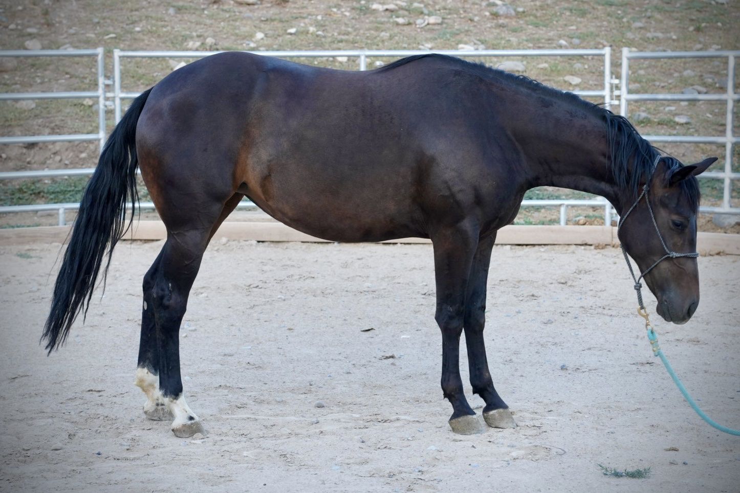2yo Grade Quarter Horse Mare