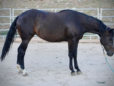 2yo Grade Quarter Horse Mare