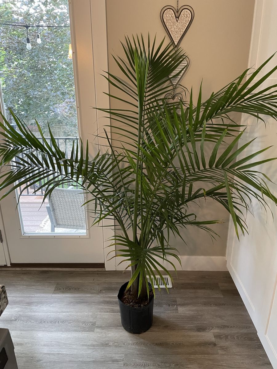Real indoor majesty palm plant