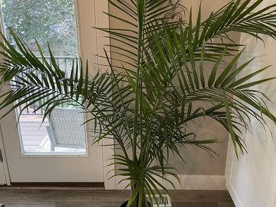 Real indoor majesty palm plant