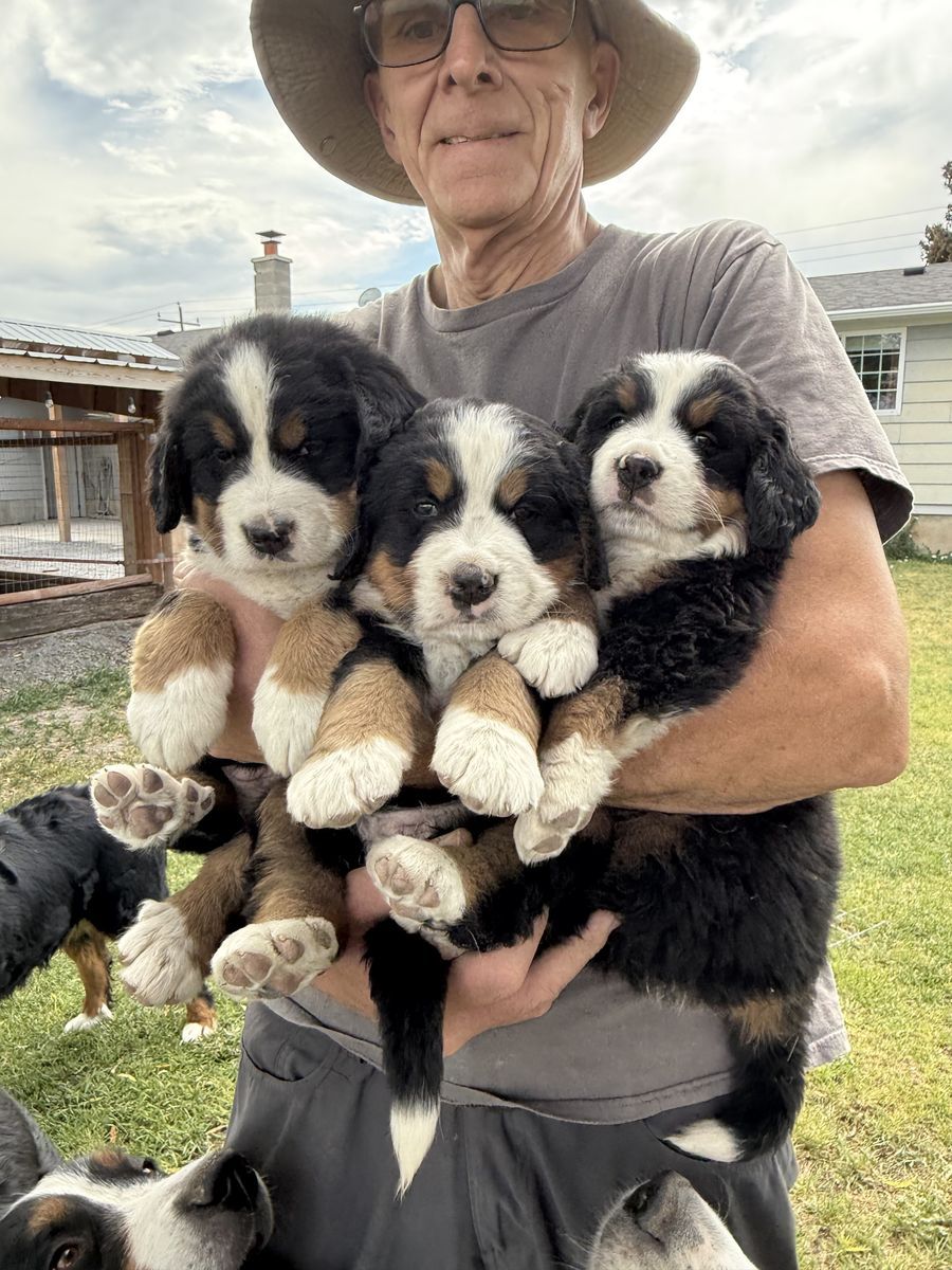 AKC BERNESE MOUNTAIN DOG PUPPY