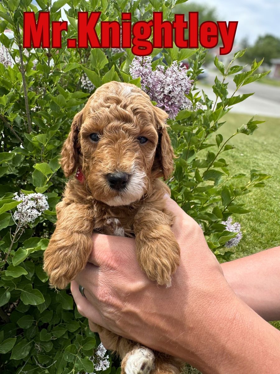 Mini Goldendoodle Puppies – Home Raised – Ready June 29