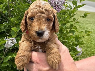 Mini Goldendoodle Puppies – Home Raised – Ready June 29