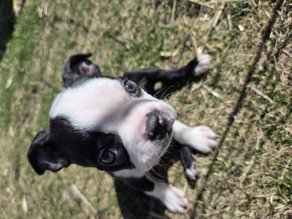 Boston terrier puppies