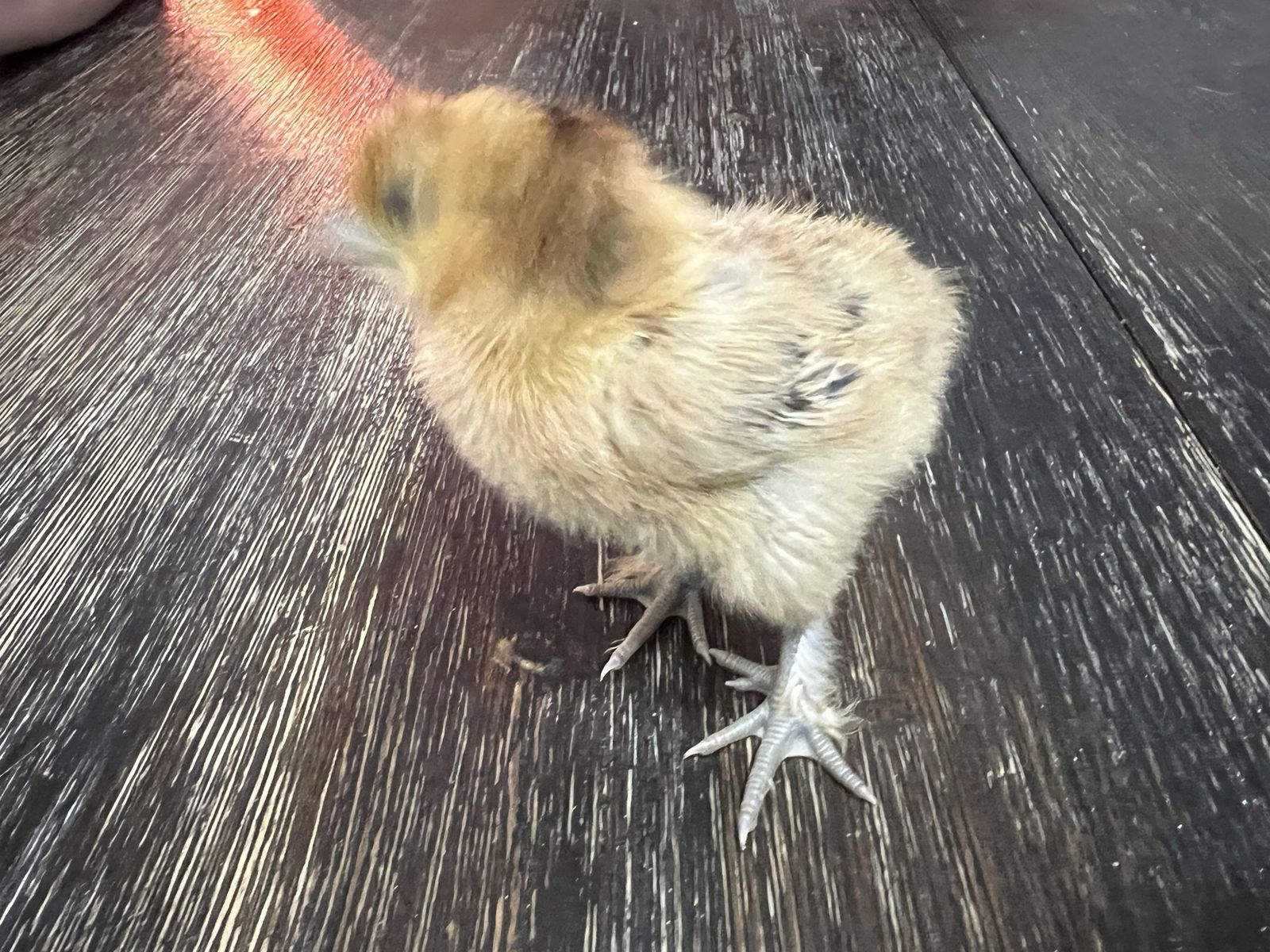 Silkie chicks