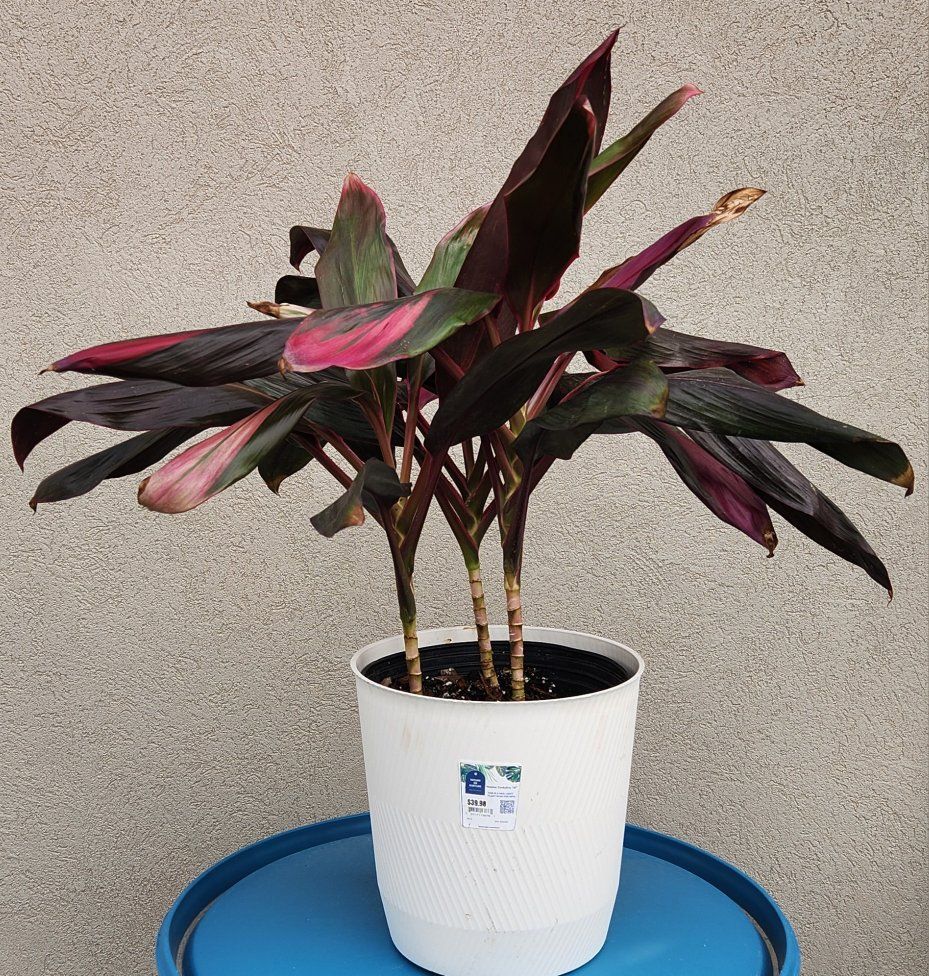 Cordyline