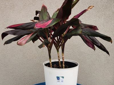 Cordyline