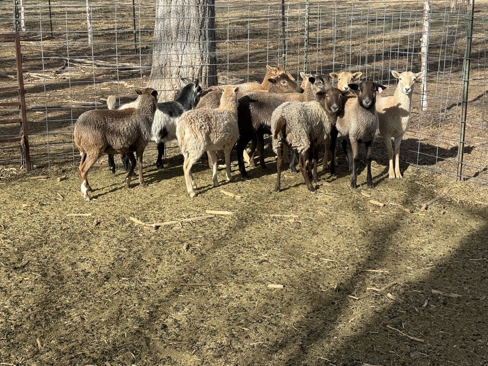 13 Lambs For Sale