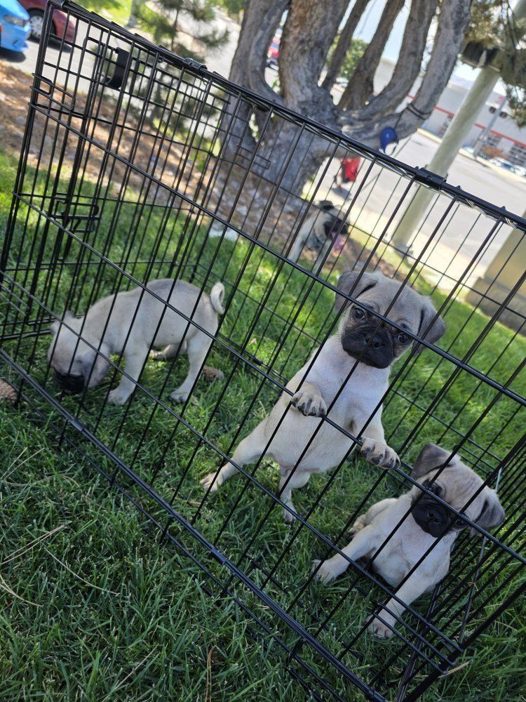 Pug Puppies