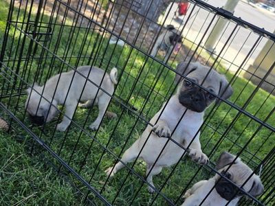 Pug Puppies