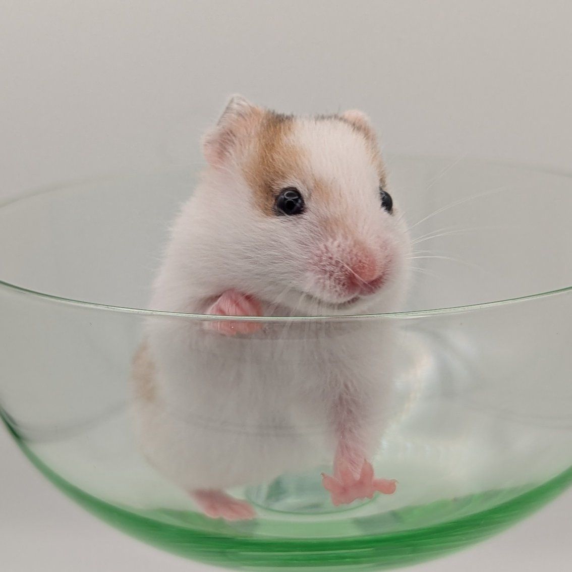 Adorable Syrian Hamster Babies - Various Colors