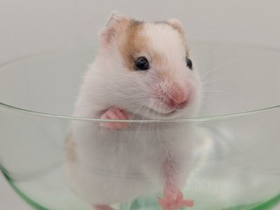 Adorable Syrian Hamster Babies - Various Colors