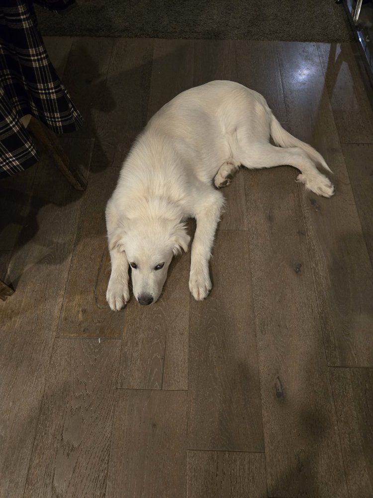 White fluffy Great Pyrenees puppy