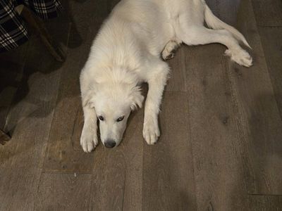 White fluffy Great Pyrenees puppy