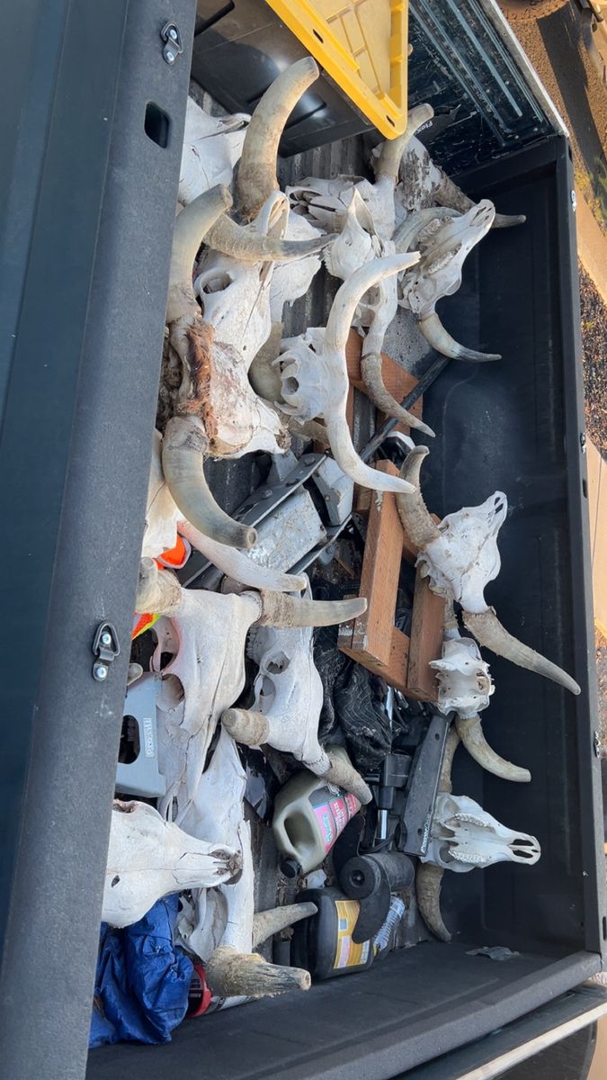 Bull skulls