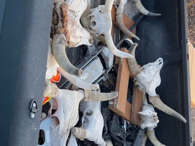 Bull skulls