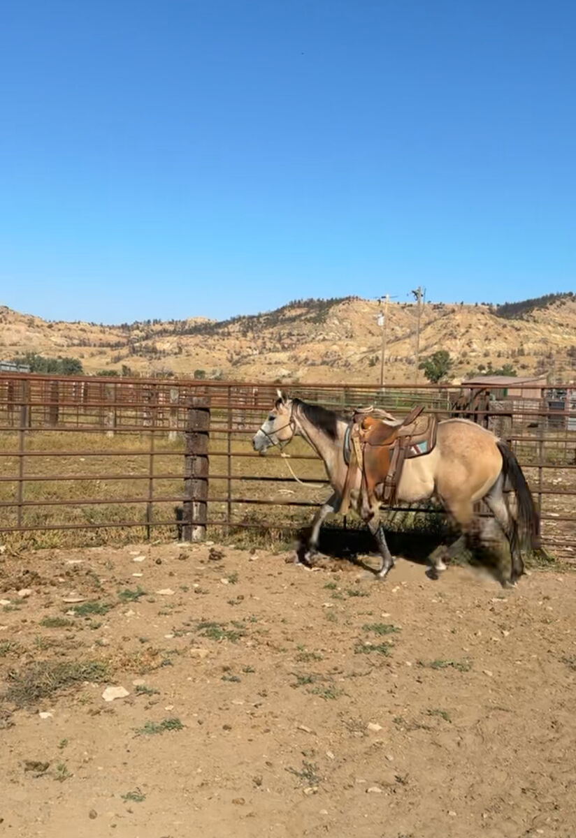 Coming 3yr old AQHA Filly