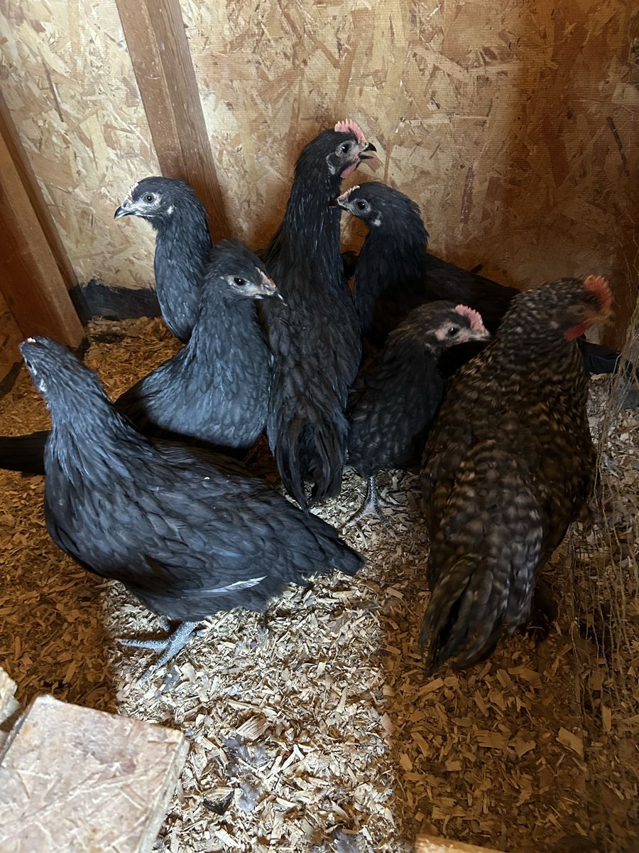 Chickens