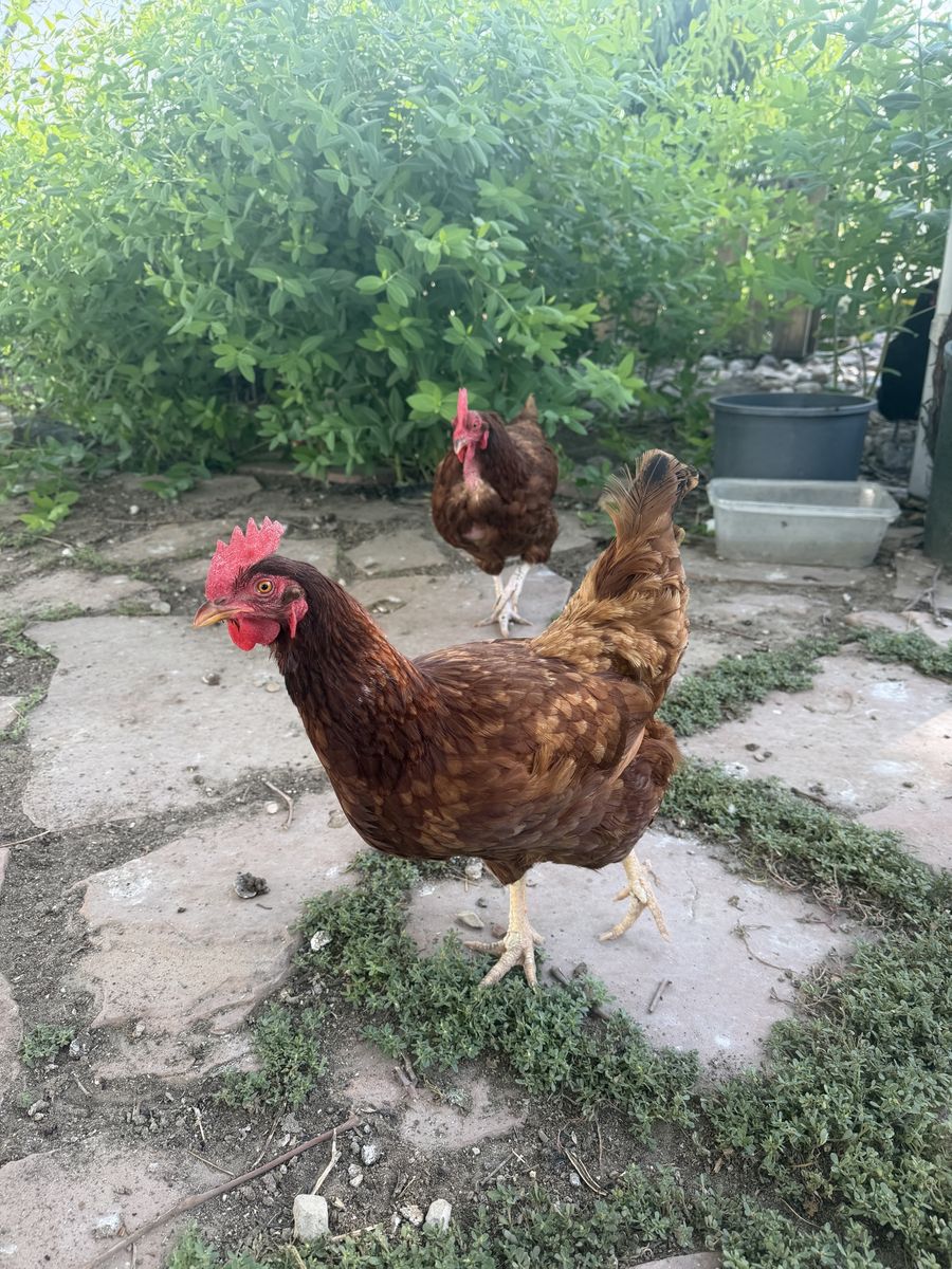 2 Rhode Island Red hens - Great backyard chickens