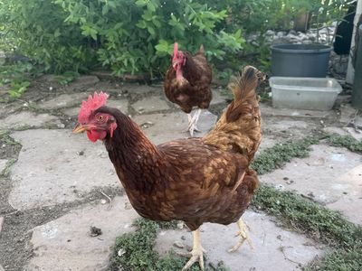 2 Rhode Island Red hens - Great backyard chickens