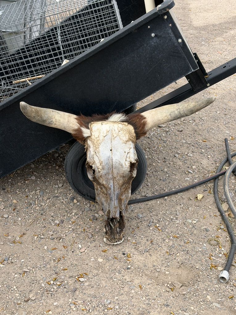 Cow Skulls