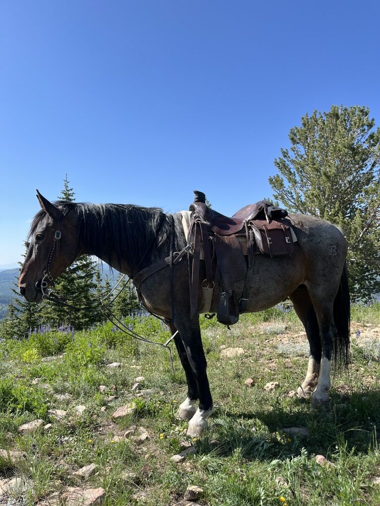 15 Yr Old Half Draft Mare