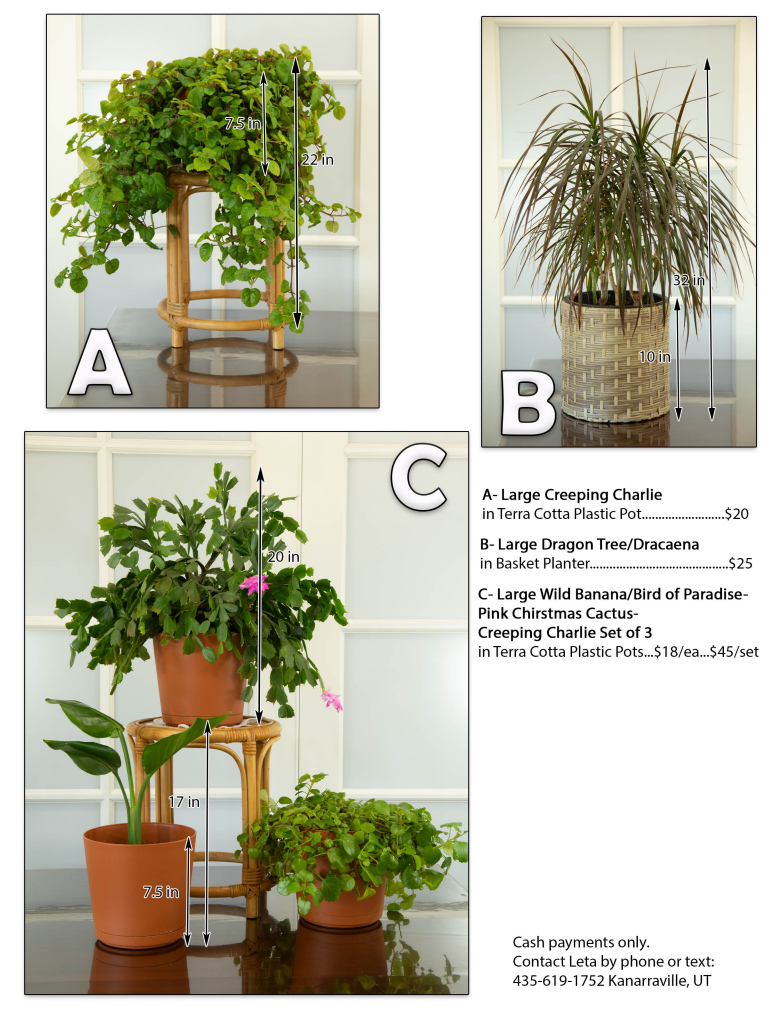House Plants for Sale
