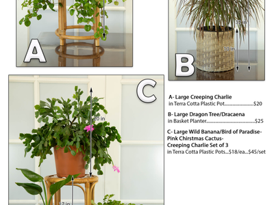 House Plants for Sale