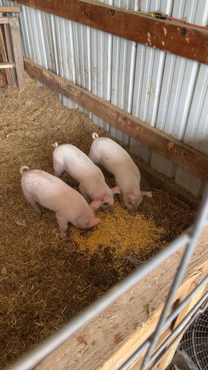 Yorkshire/Berkshire Piglets