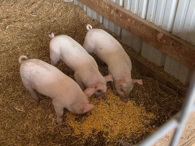 Yorkshire/Berkshire Piglets