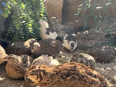 Coturnix Quail Under 6 Months Multiple Colors