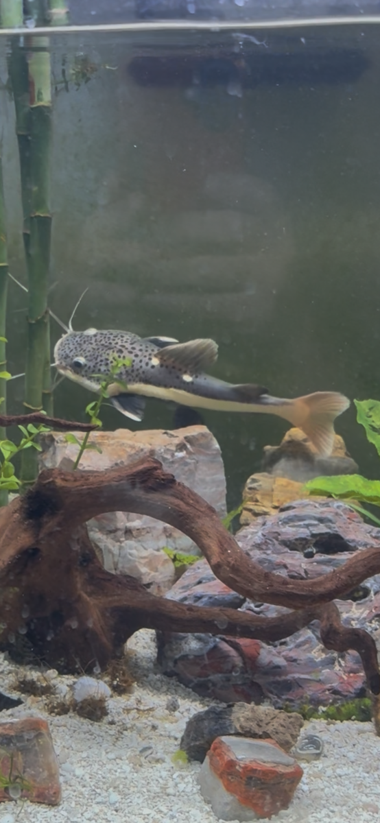 Redtail catfish