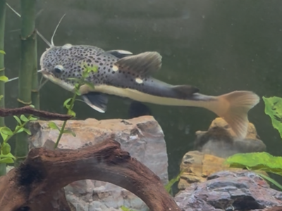 Redtail catfish