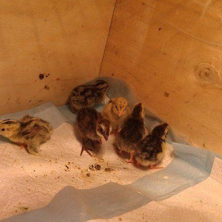 Jumbo Coturnix Quail Chicks