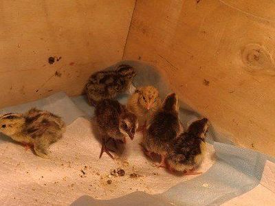 Jumbo Coturnix Quail Chicks