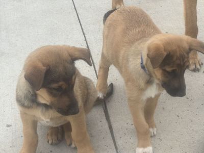 German Shepherd Cross Puppies