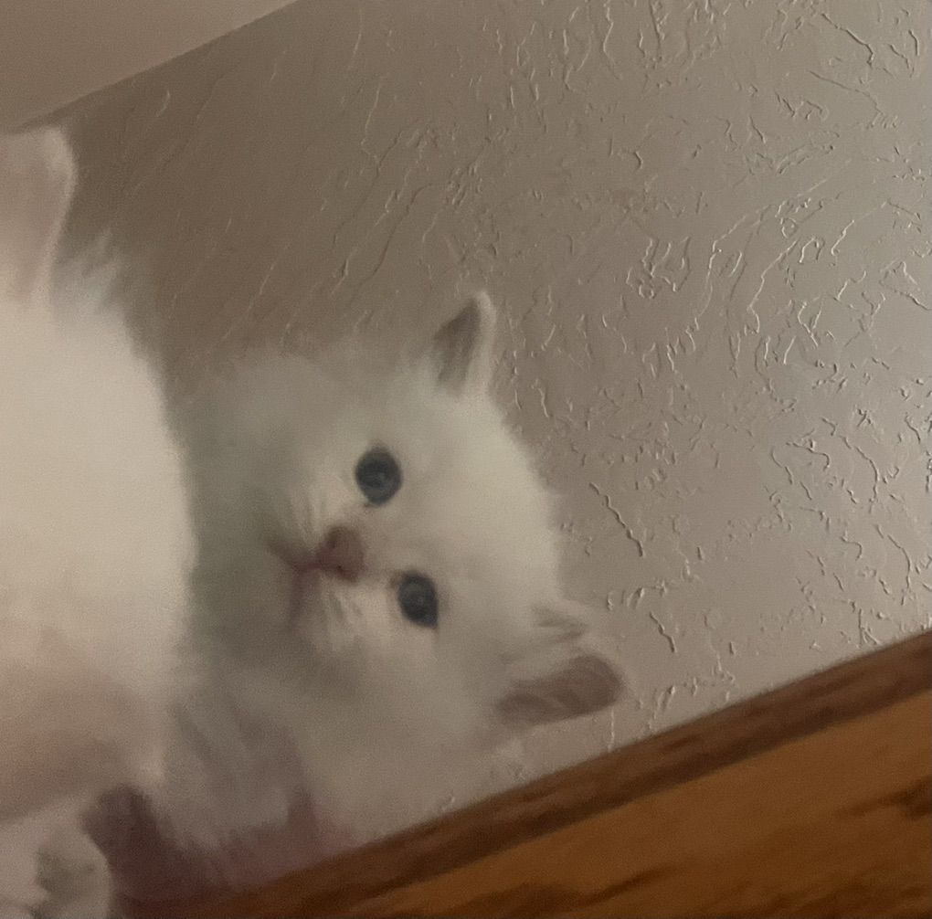 Kittens