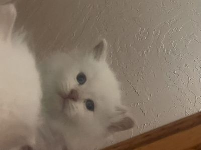 Kittens