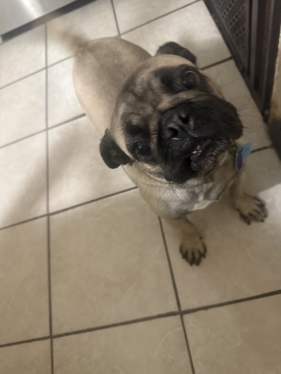 Free Pug Female
