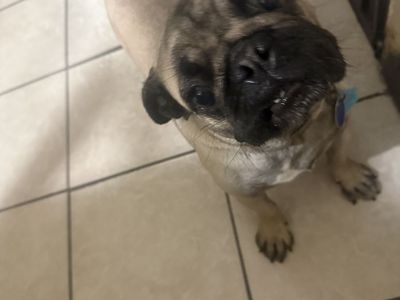 Free Pug Female