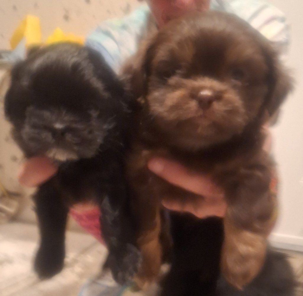 puppies