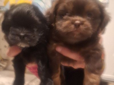 puppies