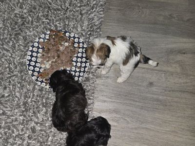 shih tzu yorkie puppies shorkie