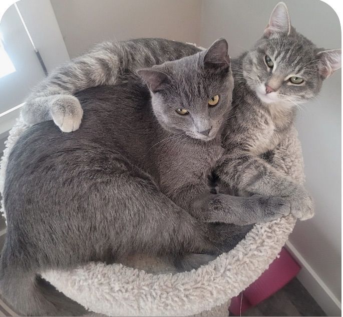 Adorable Sister Cats Looking for a Loving Home