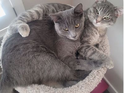 Adorable Sister Cats Looking for a Loving Home