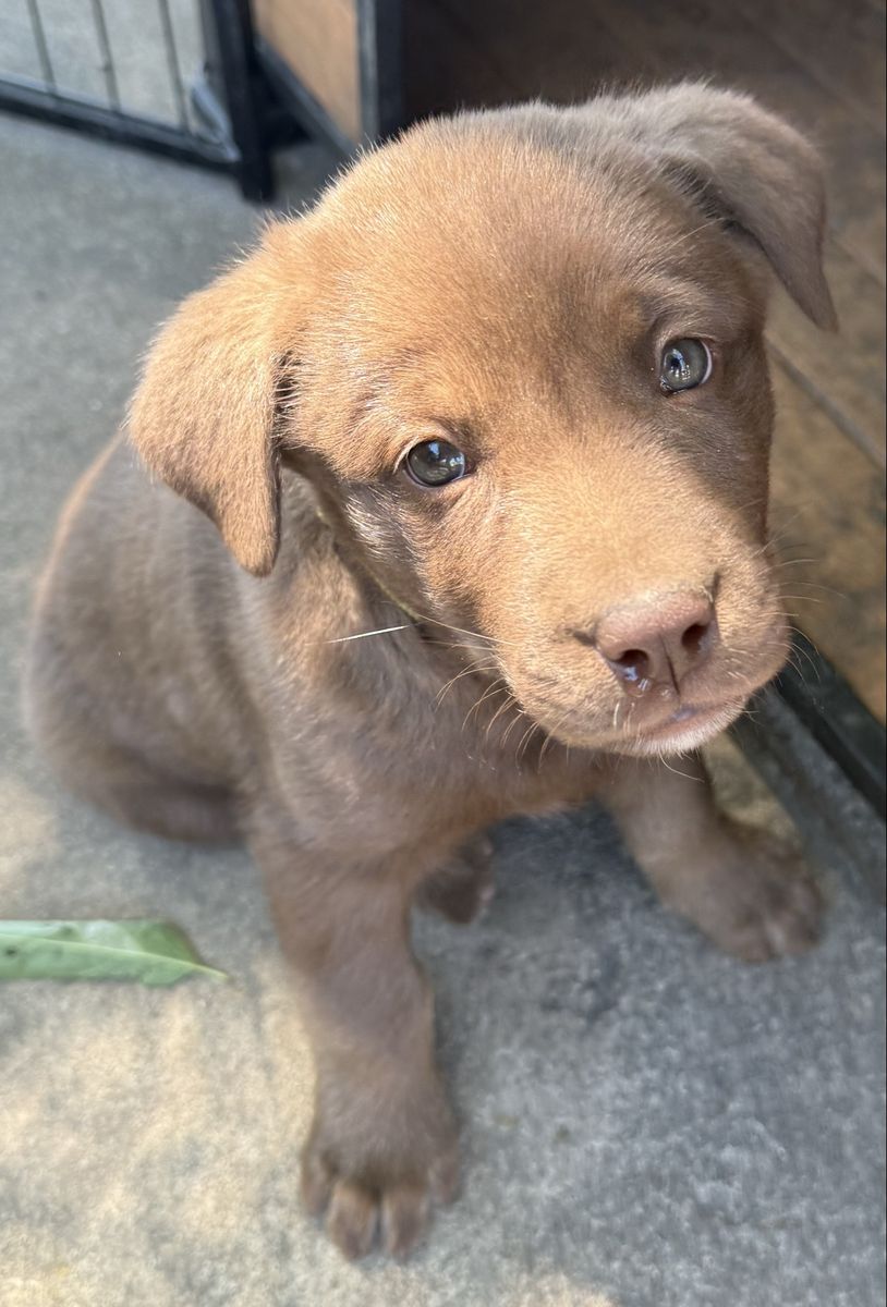 Chocolate Lab/ Husky Malamute mix puppies