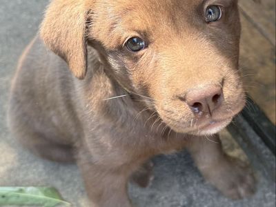Chocolate Lab/ Husky Malamute mix puppies