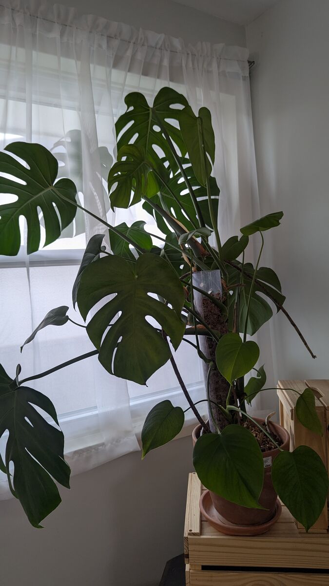 Large Monstera Deliciosa (Swiss Cheese Plant)