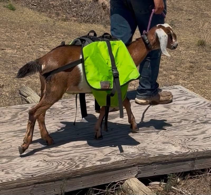 Young, trained pack string ready to finish your way.